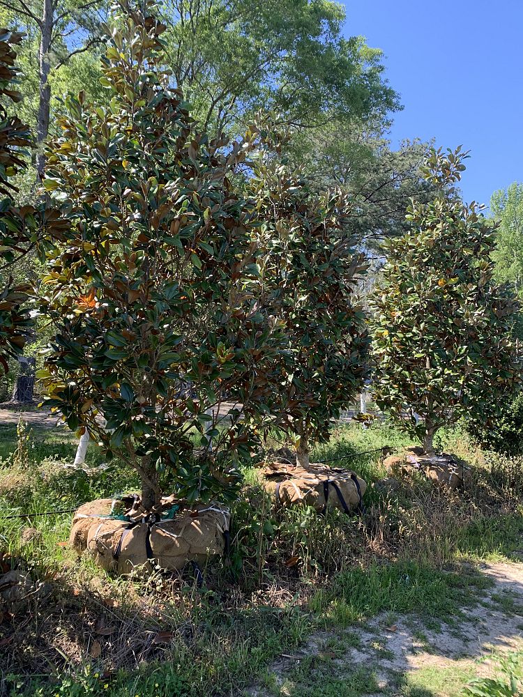 magnolia-grandiflora-d-d-blanchard-southern-magnolia-d-d-blanchard-southern-magnolia