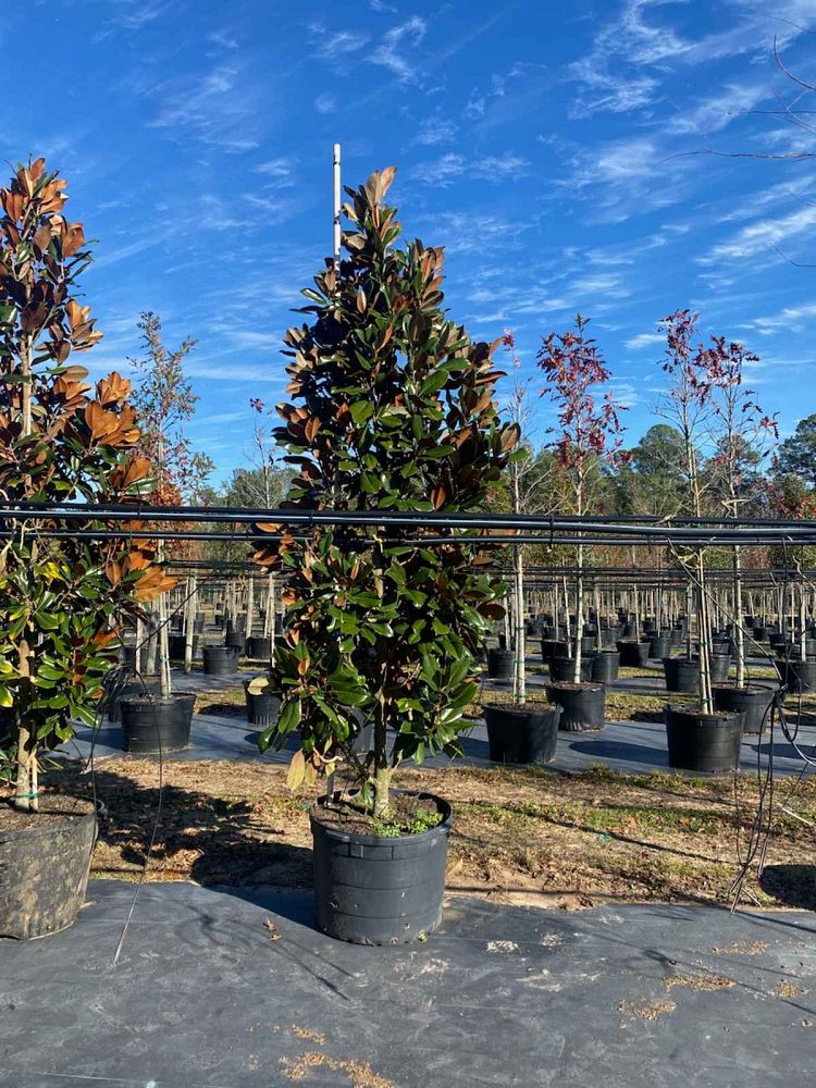 magnolia-grandiflora-d-d-blanchard-southern-magnolia-d-d-blanchard-southern-magnolia
