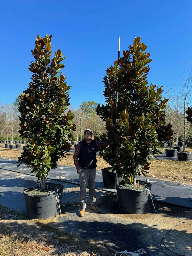 magnolia-grandiflora-d-d-blanchard-southern-magnolia-d-d-blanchard-southern-magnolia