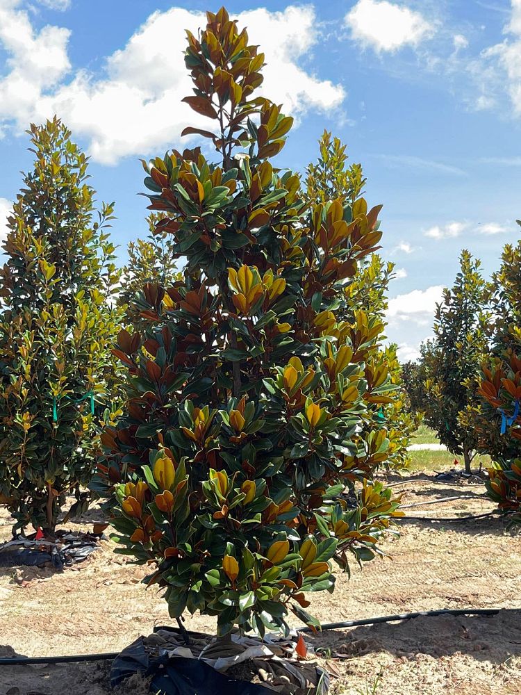 magnolia-grandiflora-d-d-blanchard-southern-magnolia-d-d-blanchard-southern-magnolia
