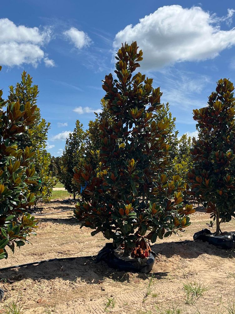 magnolia-grandiflora-d-d-blanchard-southern-magnolia-d-d-blanchard-southern-magnolia