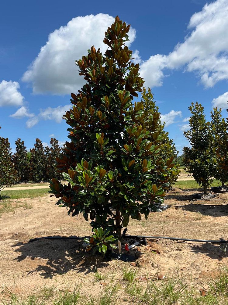 magnolia-grandiflora-d-d-blanchard-southern-magnolia-d-d-blanchard-southern-magnolia