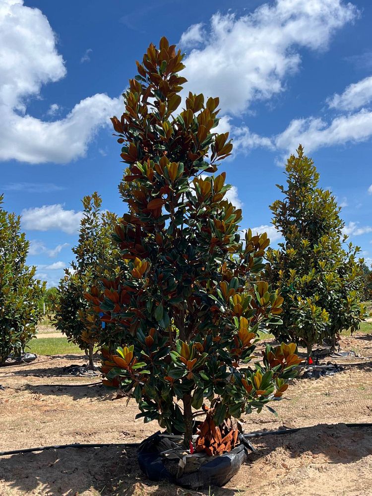 magnolia-grandiflora-d-d-blanchard-southern-magnolia-d-d-blanchard-southern-magnolia