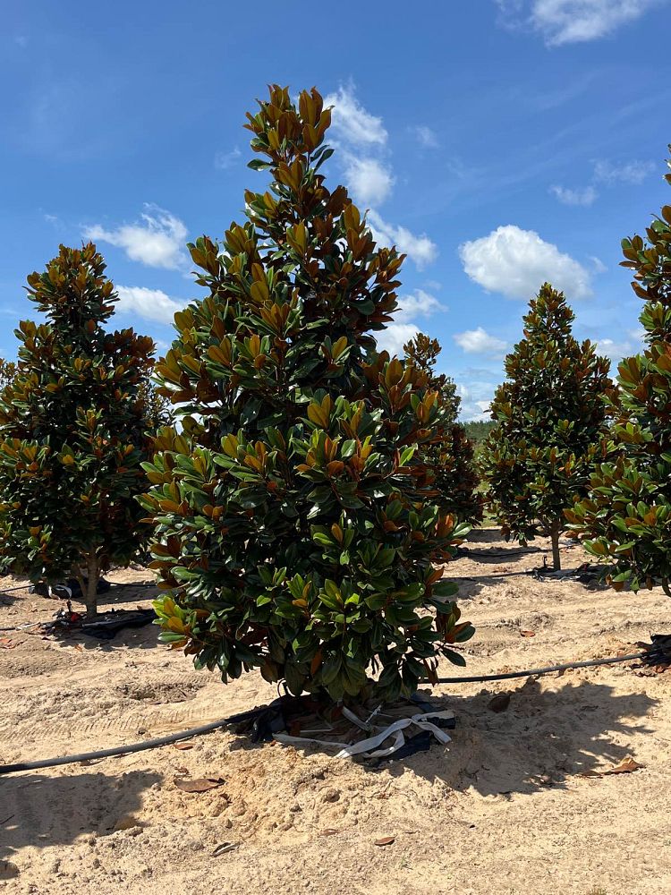 magnolia-grandiflora-d-d-blanchard-southern-magnolia-d-d-blanchard-southern-magnolia