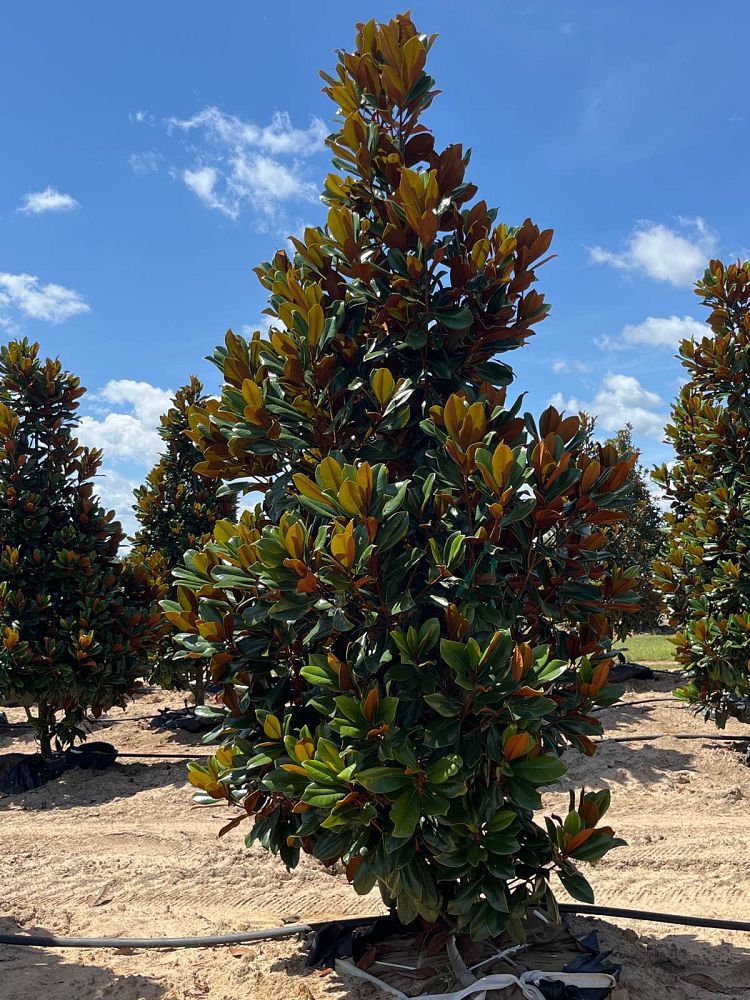 magnolia-grandiflora-d-d-blanchard-southern-magnolia-d-d-blanchard-southern-magnolia