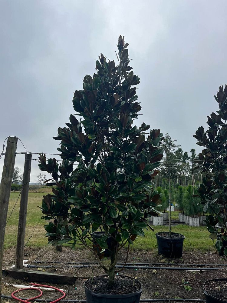 magnolia-grandiflora-d-d-blanchard-southern-magnolia-d-d-blanchard-southern-magnolia