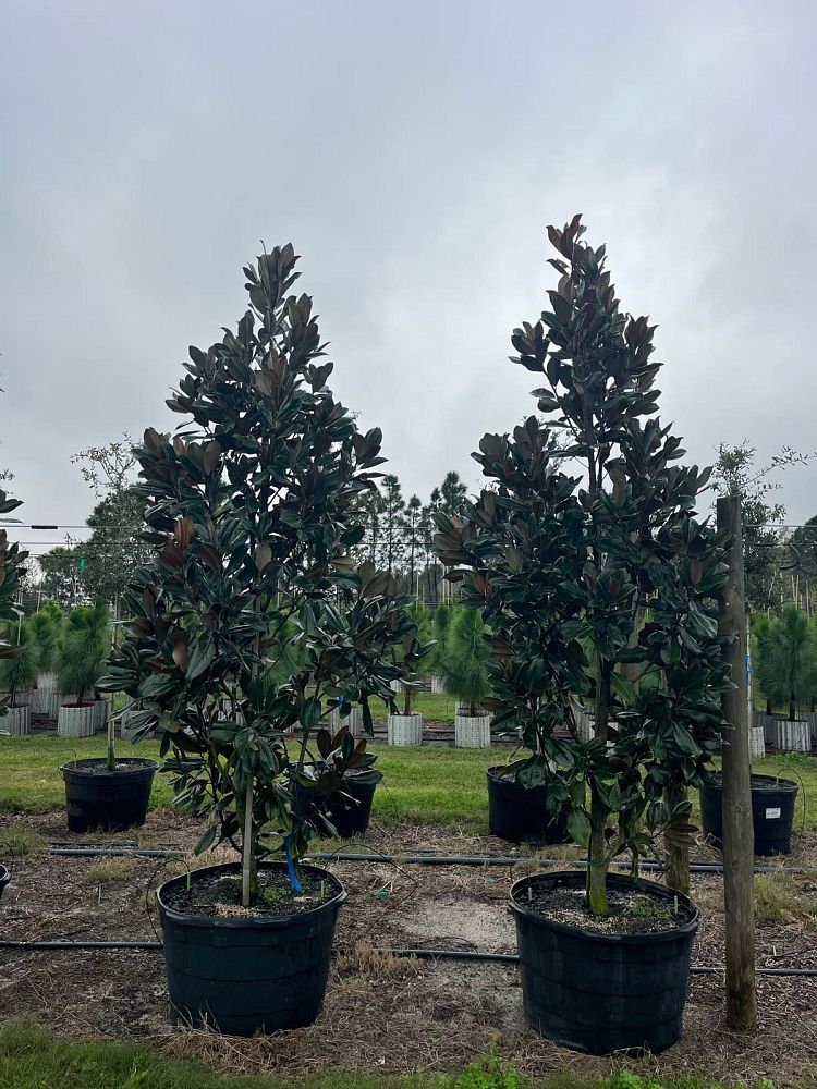 magnolia-grandiflora-d-d-blanchard-southern-magnolia-d-d-blanchard-southern-magnolia