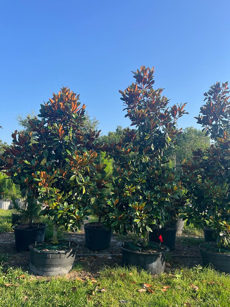 magnolia-grandiflora-d-d-blanchard-southern-magnolia-d-d-blanchard-southern-magnolia