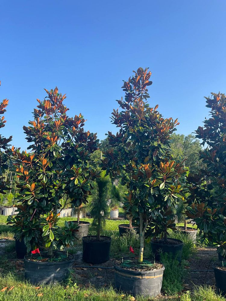 magnolia-grandiflora-d-d-blanchard-southern-magnolia-d-d-blanchard-southern-magnolia
