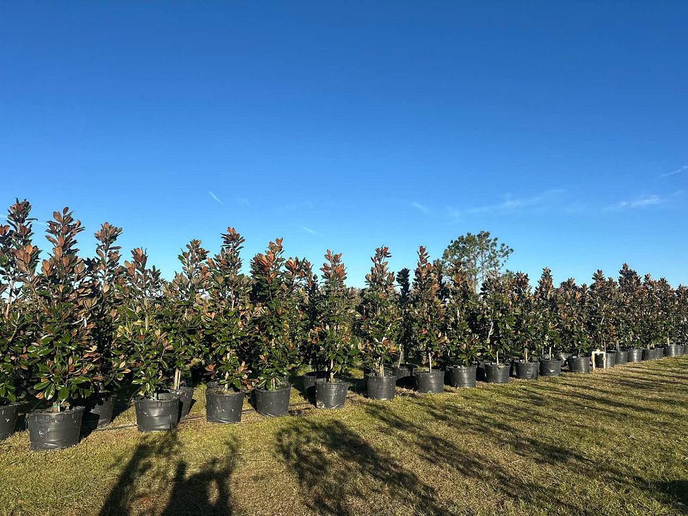 magnolia-grandiflora-d-d-blanchard-southern-magnolia-d-d-blanchard-southern-magnolia
