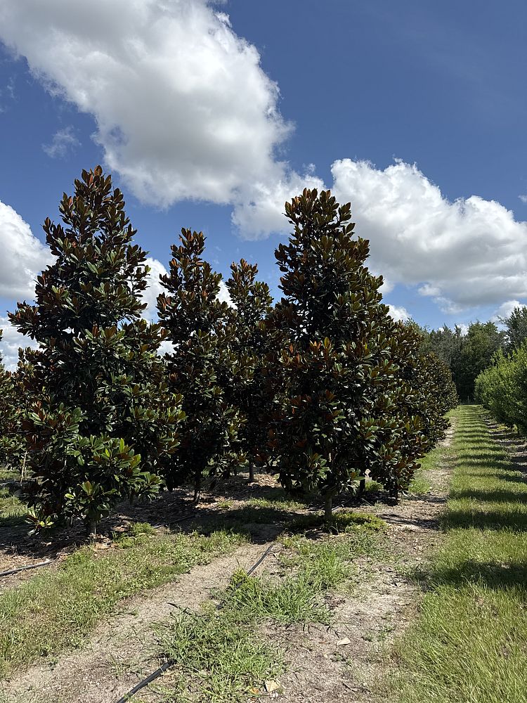 magnolia-grandiflora-d-d-blanchard-southern-magnolia-d-d-blanchard-southern-magnolia