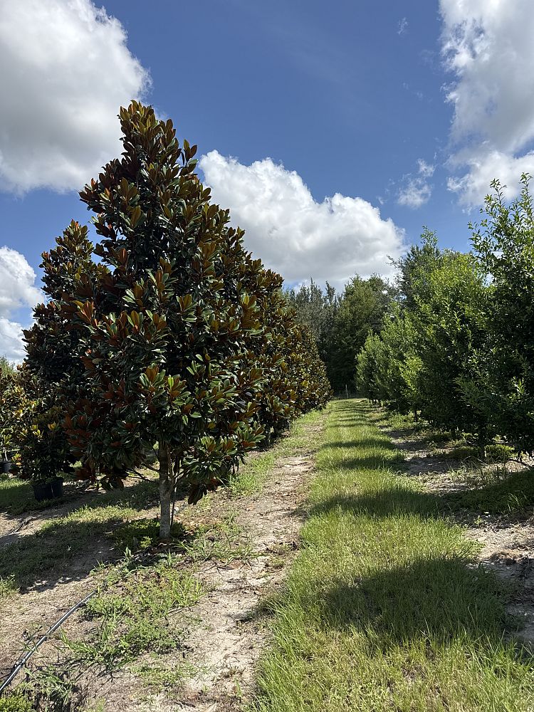 magnolia-grandiflora-d-d-blanchard-southern-magnolia-d-d-blanchard-southern-magnolia