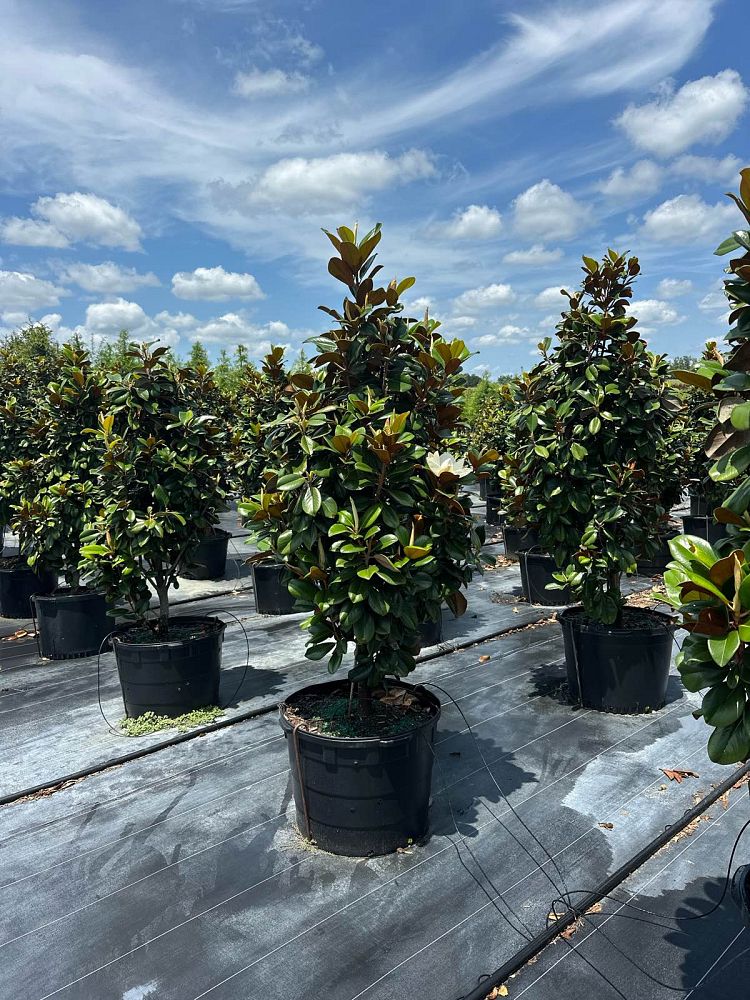 magnolia-grandiflora-d-d-blanchard-southern-magnolia-d-d-blanchard-southern-magnolia