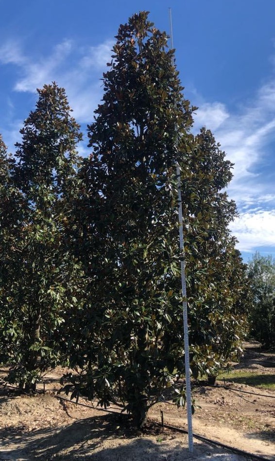 magnolia-grandiflora-d-d-blanchard-southern-magnolia-d-d-blanchard-southern-magnolia