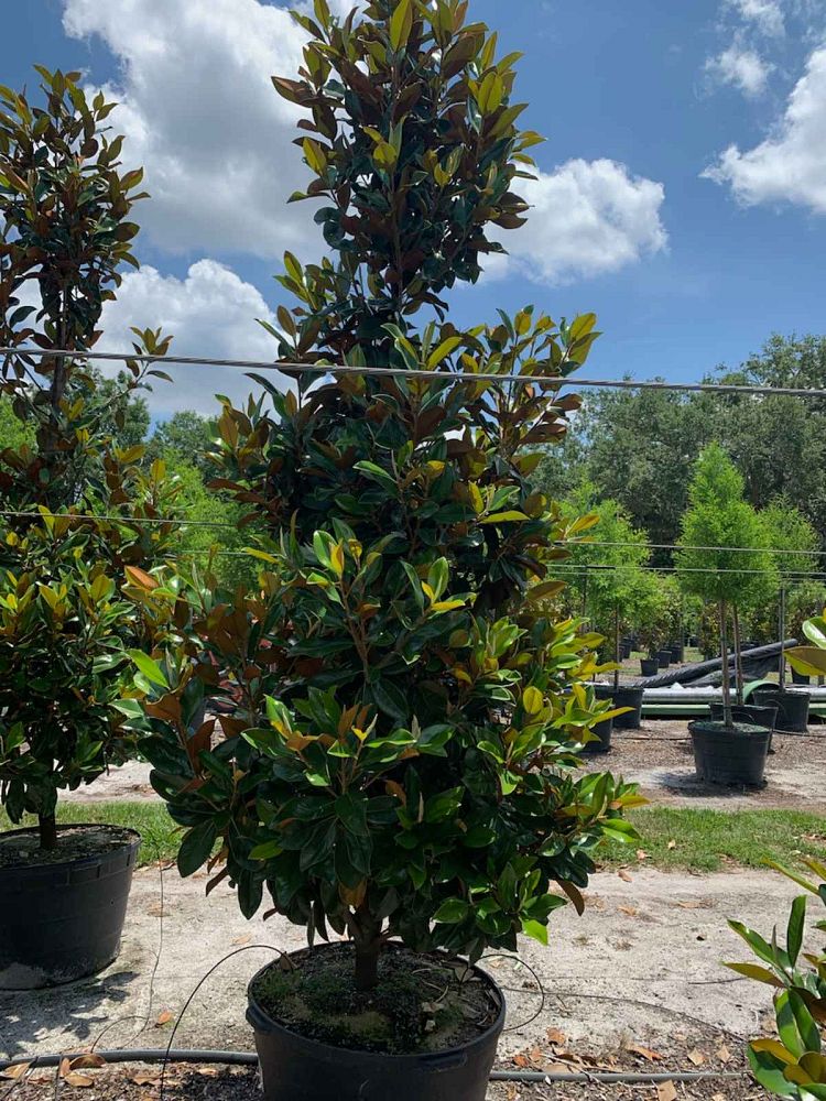 magnolia-grandiflora-d-d-blanchard-southern-magnolia-d-d-blanchard-southern-magnolia