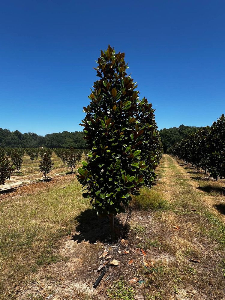 magnolia-grandiflora-d-d-blanchard-southern-magnolia-d-d-blanchard-southern-magnolia