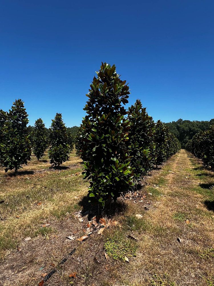 magnolia-grandiflora-d-d-blanchard-southern-magnolia-d-d-blanchard-southern-magnolia