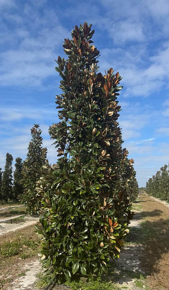 magnolia-grandiflora-d-d-blanchard-southern-magnolia-d-d-blanchard-southern-magnolia