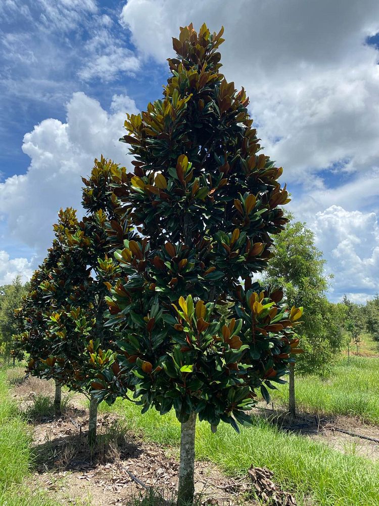 magnolia-grandiflora-d-d-blanchard-southern-magnolia-d-d-blanchard-southern-magnolia
