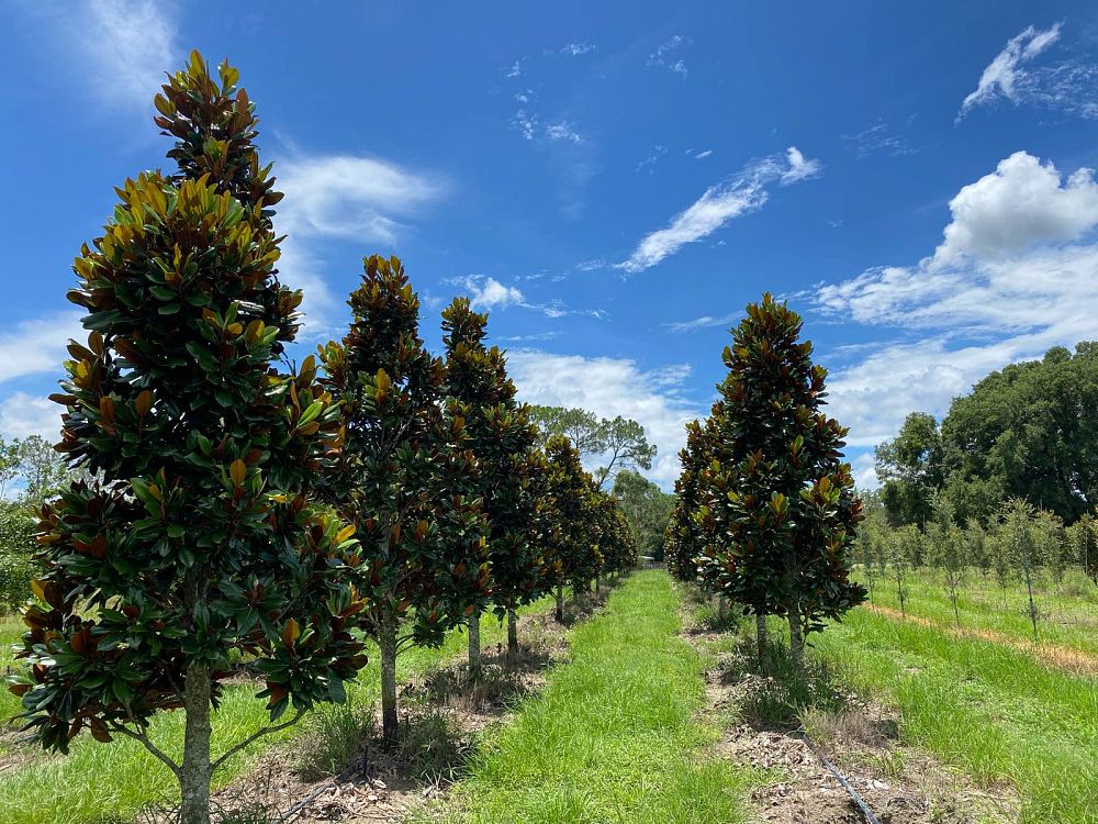 magnolia-grandiflora-d-d-blanchard-southern-magnolia-d-d-blanchard-southern-magnolia