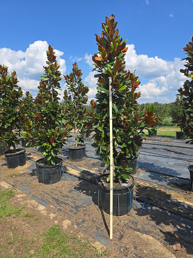 magnolia-grandiflora-d-d-blanchard-southern-magnolia-d-d-blanchard-southern-magnolia