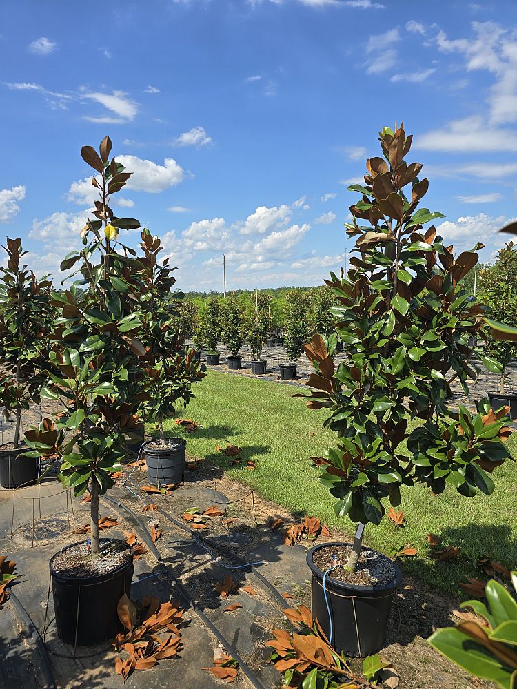 magnolia-grandiflora-d-d-blanchard-southern-magnolia-d-d-blanchard-southern-magnolia