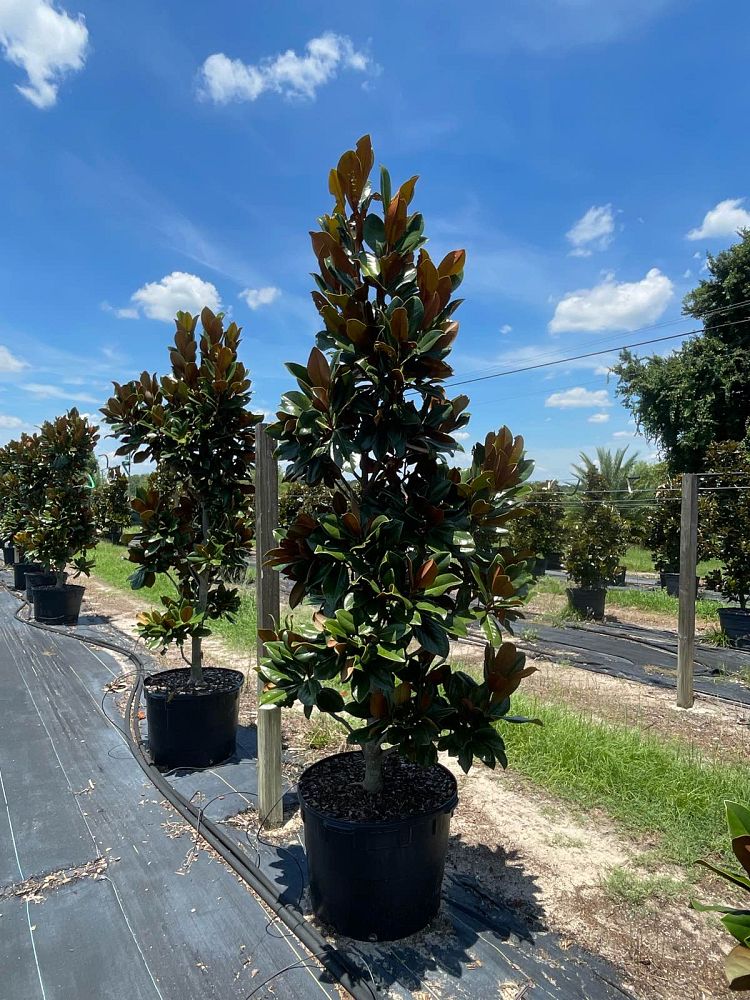 magnolia-grandiflora-d-d-blanchard-southern-magnolia-d-d-blanchard-southern-magnolia