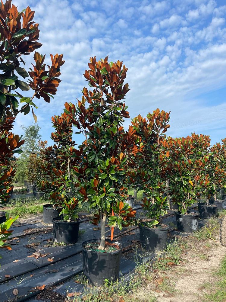 magnolia-grandiflora-d-d-blanchard-southern-magnolia-d-d-blanchard-southern-magnolia