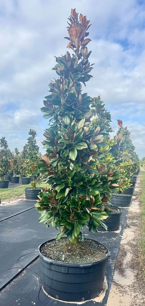 magnolia-grandiflora-d-d-blanchard-southern-magnolia-d-d-blanchard-southern-magnolia