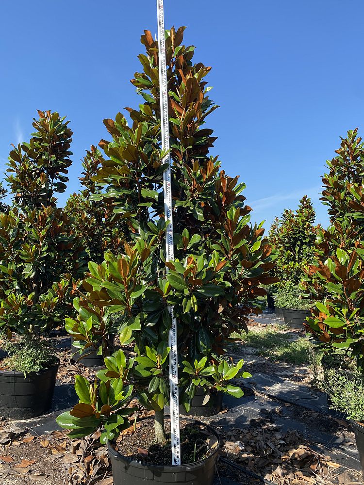 magnolia-grandiflora-d-d-blanchard-southern-magnolia-d-d-blanchard-southern-magnolia