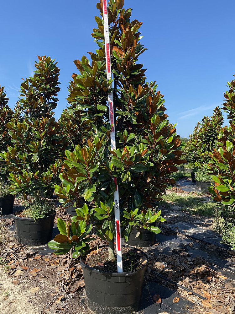 magnolia-grandiflora-d-d-blanchard-southern-magnolia-d-d-blanchard-southern-magnolia