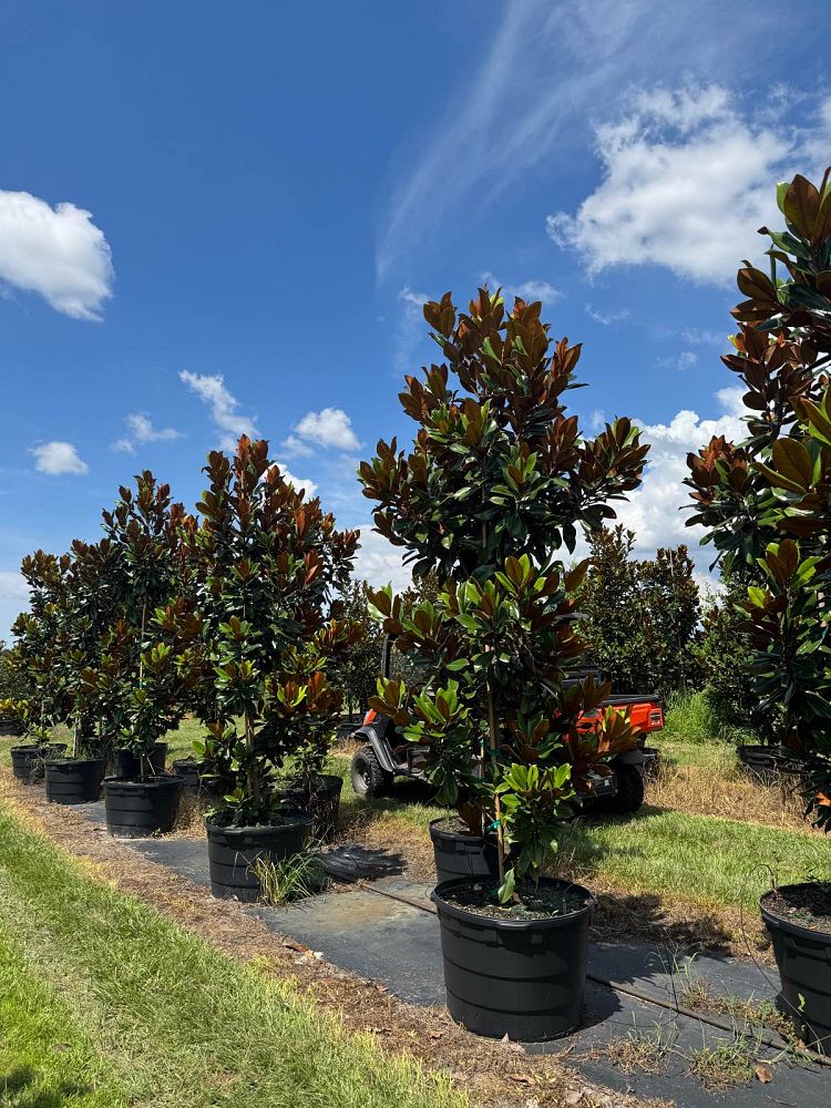 magnolia-grandiflora-d-d-blanchard-southern-magnolia-d-d-blanchard-southern-magnolia