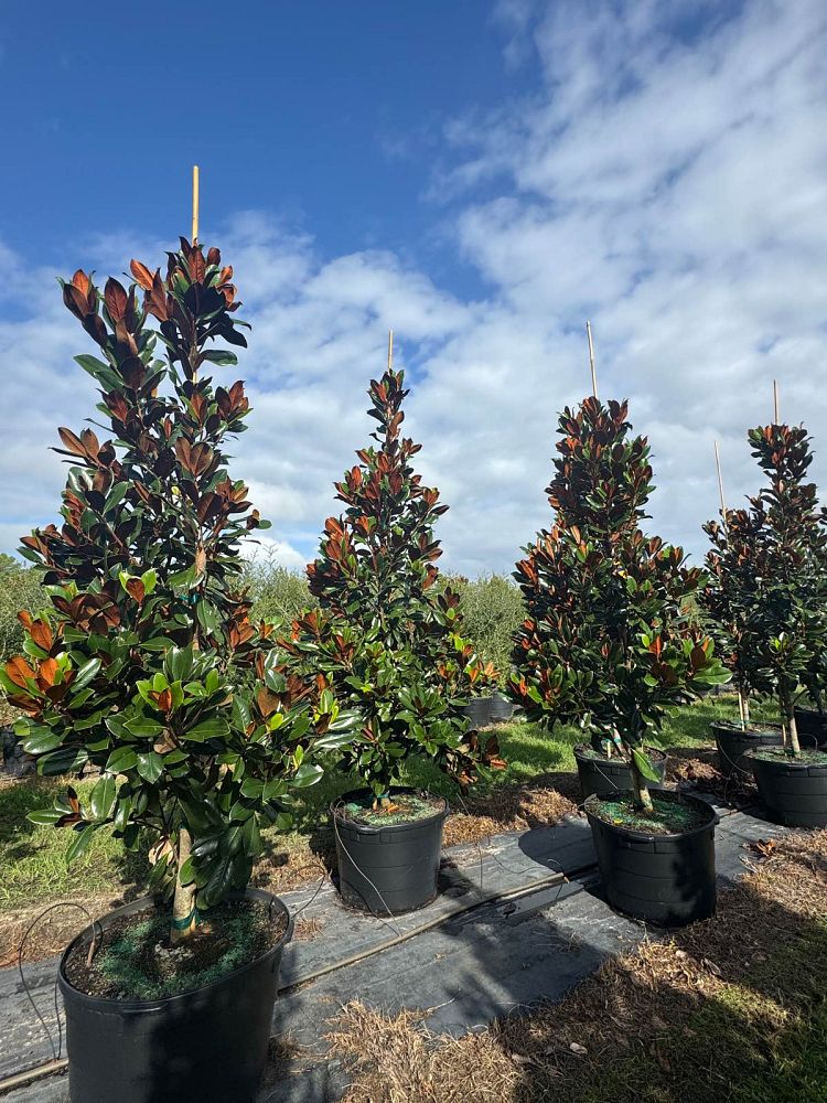 magnolia-grandiflora-d-d-blanchard-southern-magnolia-d-d-blanchard-southern-magnolia