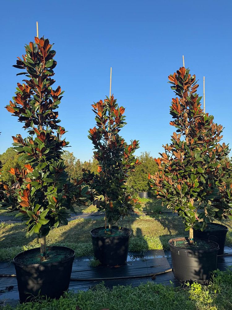 magnolia-grandiflora-d-d-blanchard-southern-magnolia-d-d-blanchard-southern-magnolia