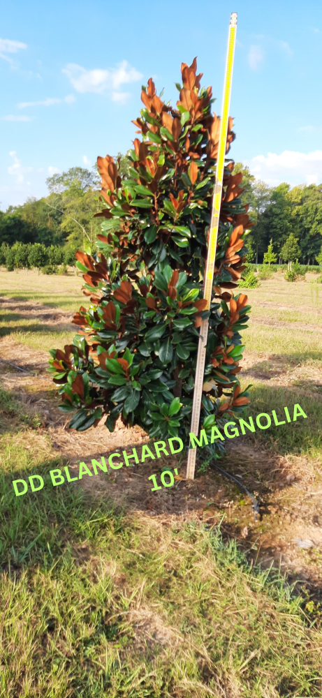 magnolia-grandiflora-d-d-blanchard-southern-magnolia-d-d-blanchard-southern-magnolia