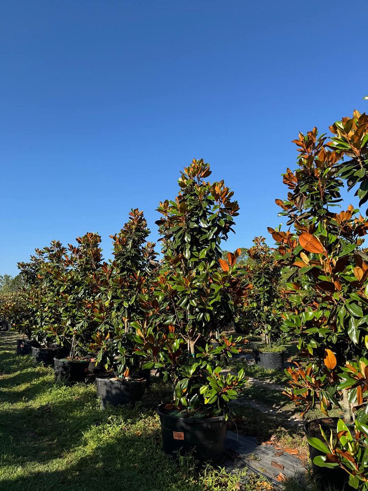 magnolia-grandiflora-d-d-blanchard-southern-magnolia-d-d-blanchard-southern-magnolia