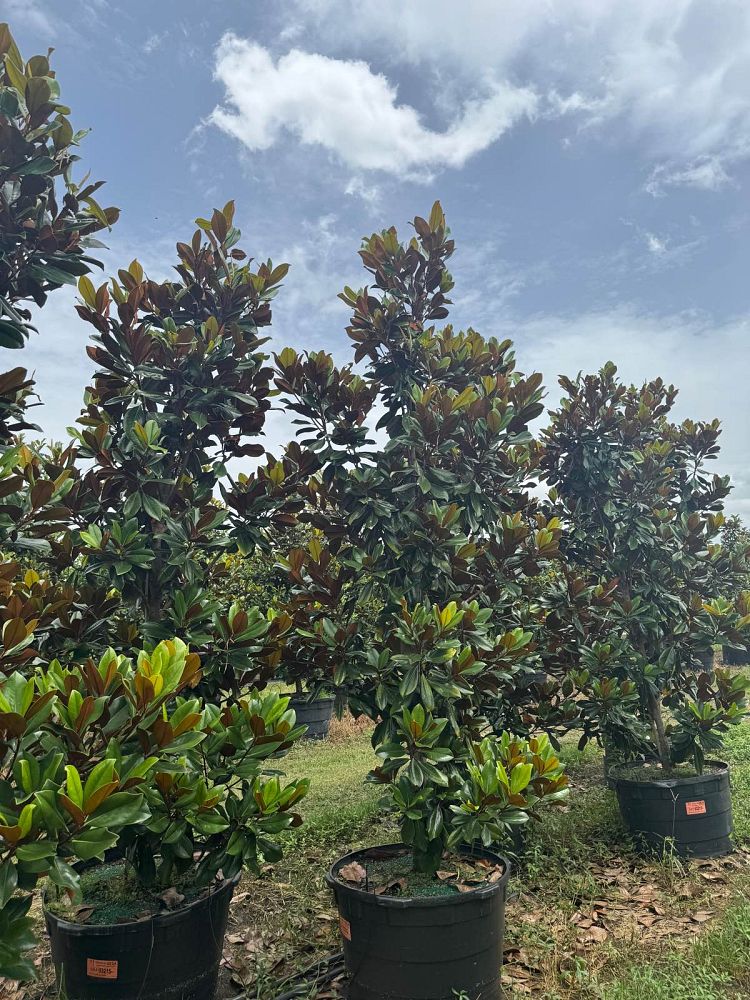 magnolia-grandiflora-d-d-blanchard-southern-magnolia-d-d-blanchard-southern-magnolia