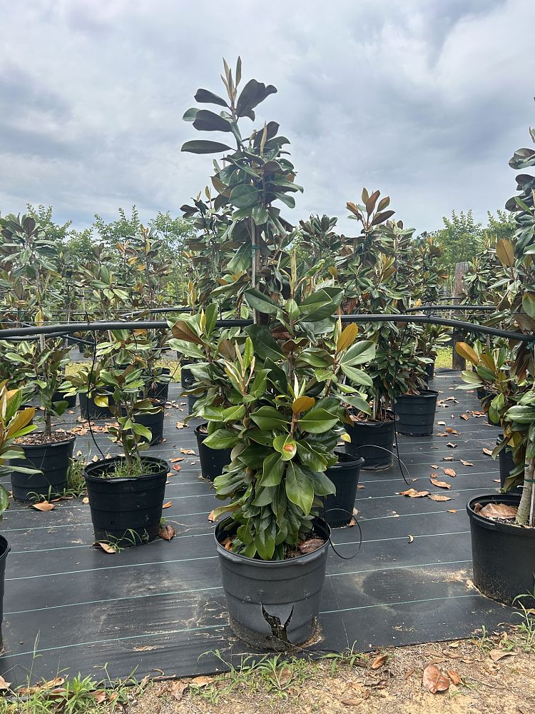 magnolia-grandiflora-d-d-blanchard-southern-magnolia-d-d-blanchard-southern-magnolia