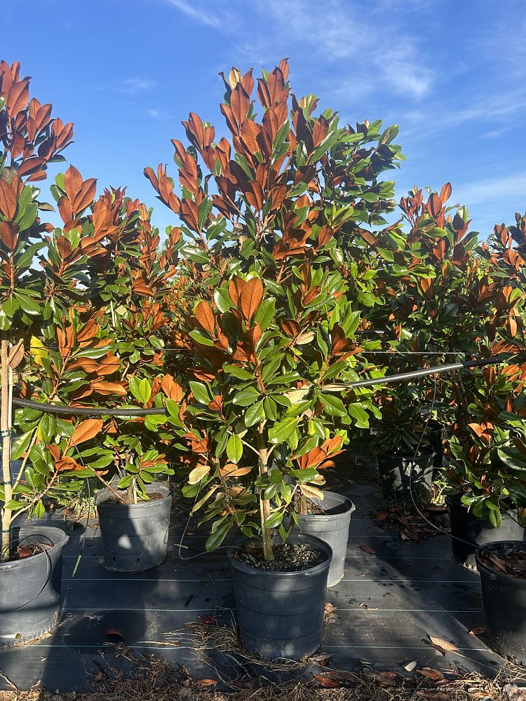 magnolia-grandiflora-d-d-blanchard-southern-magnolia-d-d-blanchard-southern-magnolia