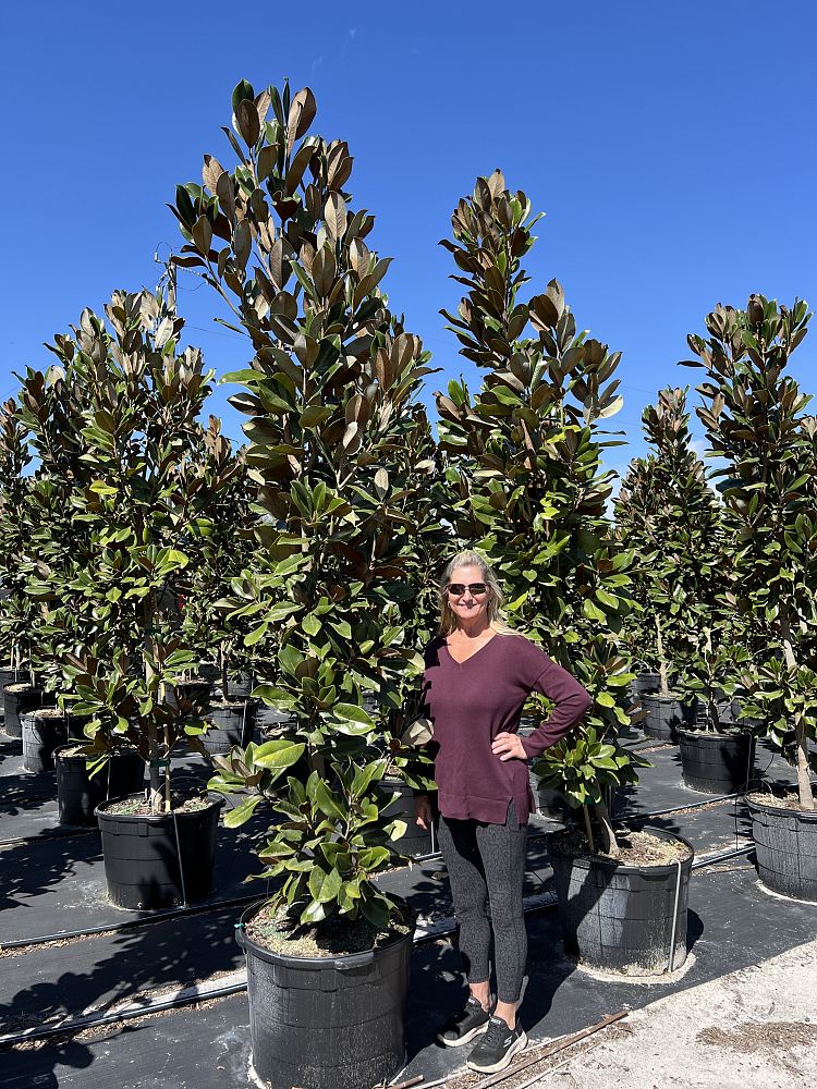 magnolia-grandiflora-d-d-blanchard-southern-magnolia-d-d-blanchard-southern-magnolia