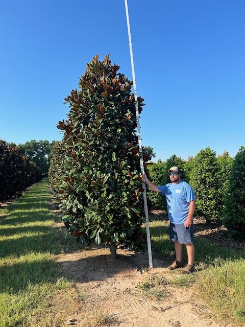 magnolia-grandiflora-d-d-blanchard-southern-magnolia-d-d-blanchard-southern-magnolia
