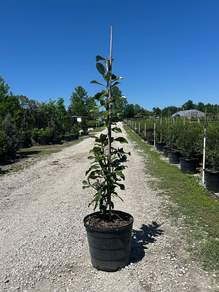 magnolia-grandiflora-d-d-blanchard-southern-magnolia-d-d-blanchard-southern-magnolia