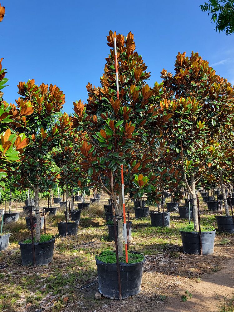 magnolia-grandiflora-d-d-blanchard-southern-magnolia-d-d-blanchard-southern-magnolia