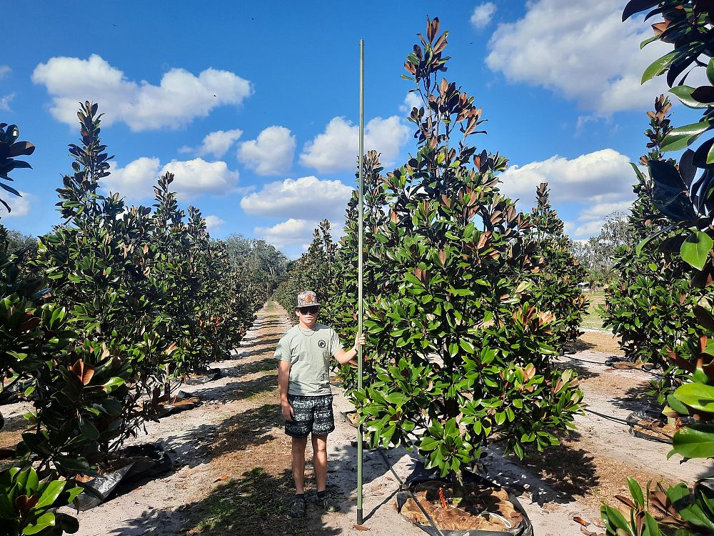 magnolia-grandiflora-d-d-blanchard-southern-magnolia-d-d-blanchard-southern-magnolia