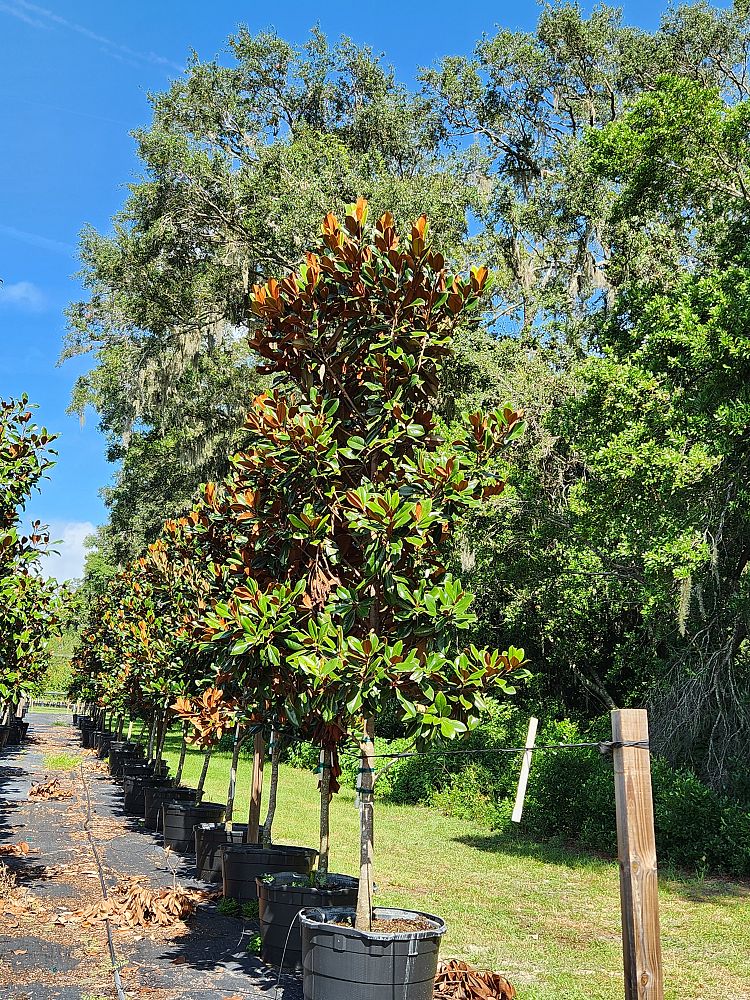 magnolia-grandiflora-d-d-blanchard-southern-magnolia-d-d-blanchard-southern-magnolia