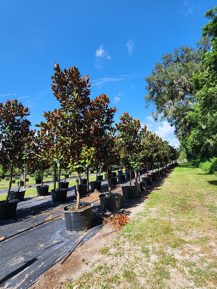 magnolia-grandiflora-d-d-blanchard-southern-magnolia-d-d-blanchard-southern-magnolia