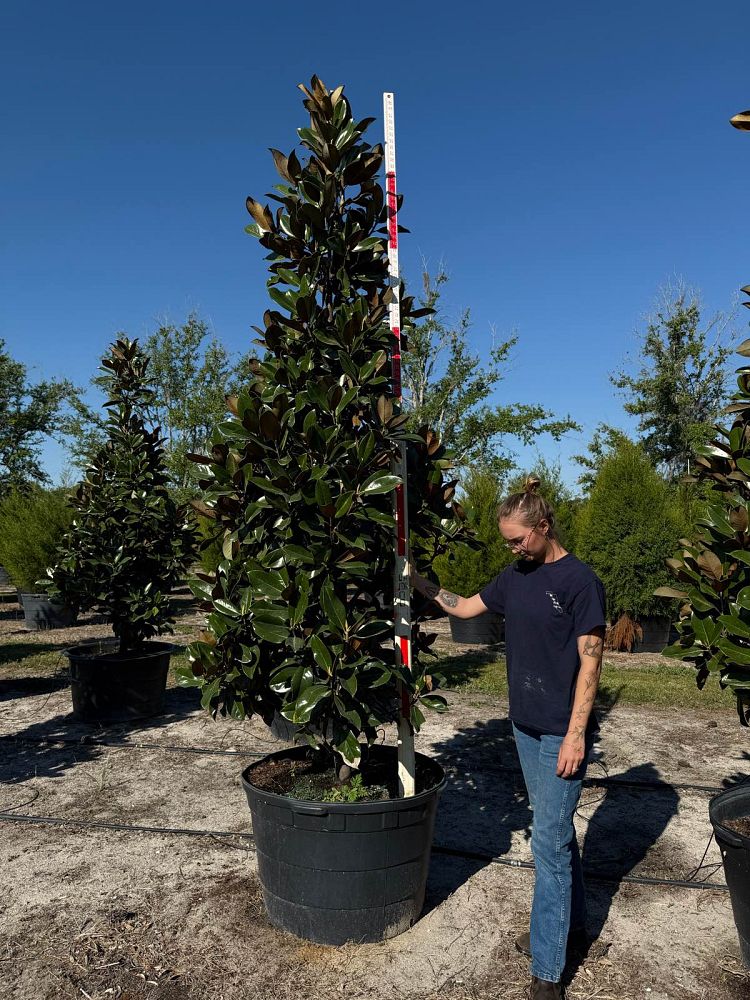 magnolia-grandiflora-d-d-blanchard-southern-magnolia-d-d-blanchard-southern-magnolia