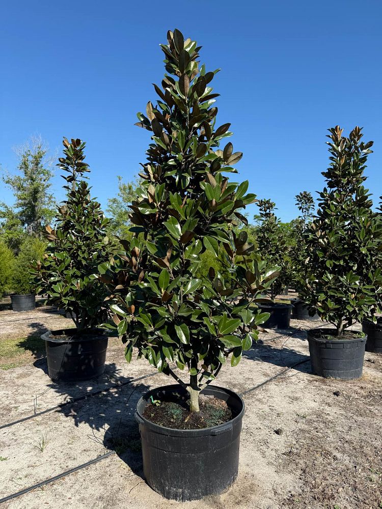 magnolia-grandiflora-d-d-blanchard-southern-magnolia-d-d-blanchard-southern-magnolia