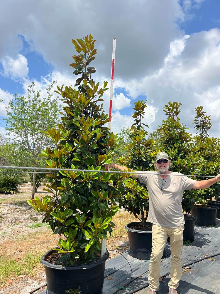 magnolia-grandiflora-d-d-blanchard-southern-magnolia-d-d-blanchard-southern-magnolia