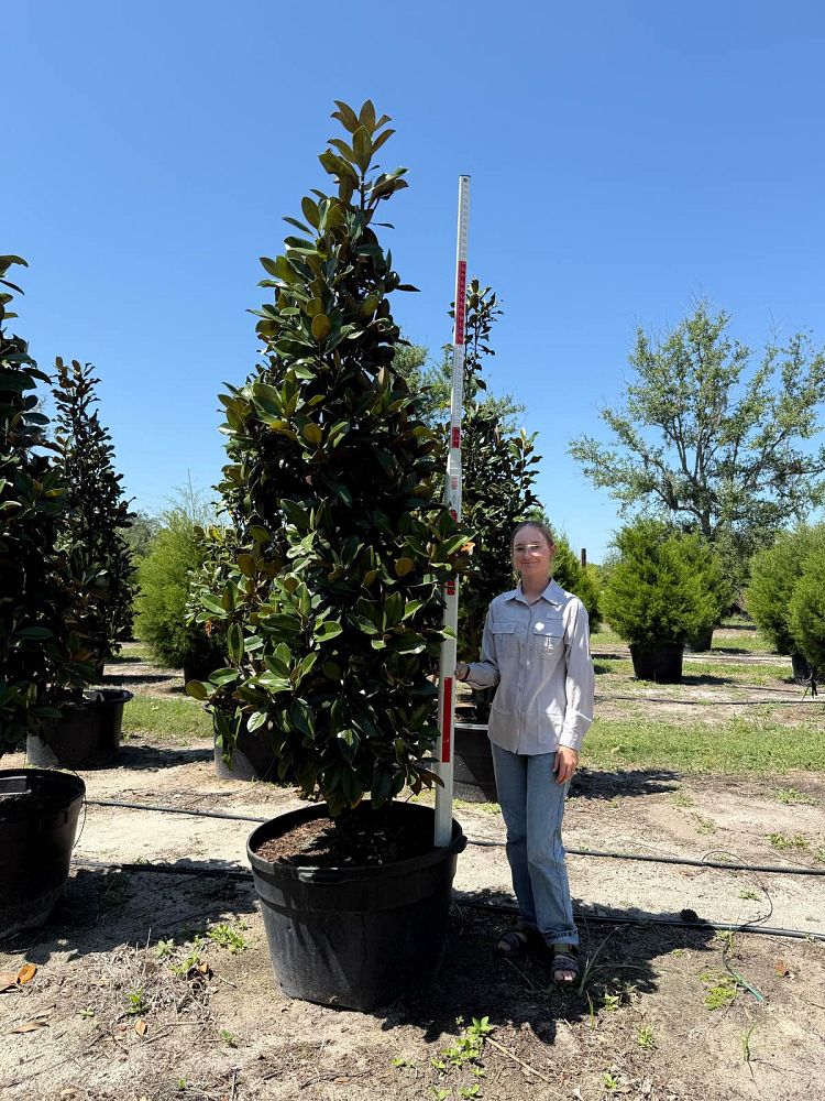 magnolia-grandiflora-d-d-blanchard-southern-magnolia-d-d-blanchard-southern-magnolia